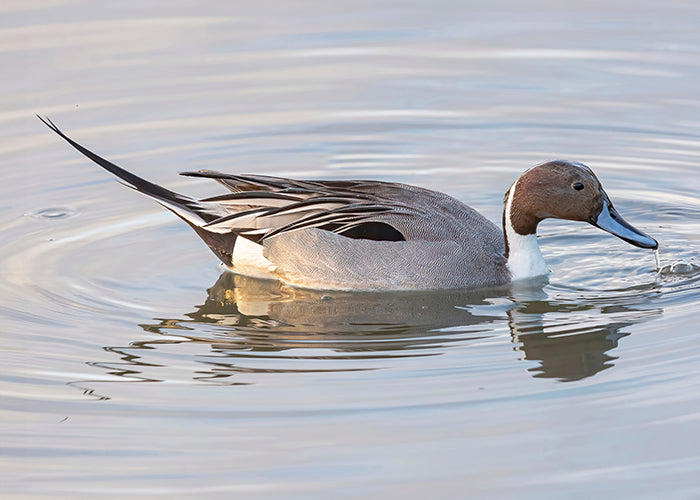 Pintail Duck