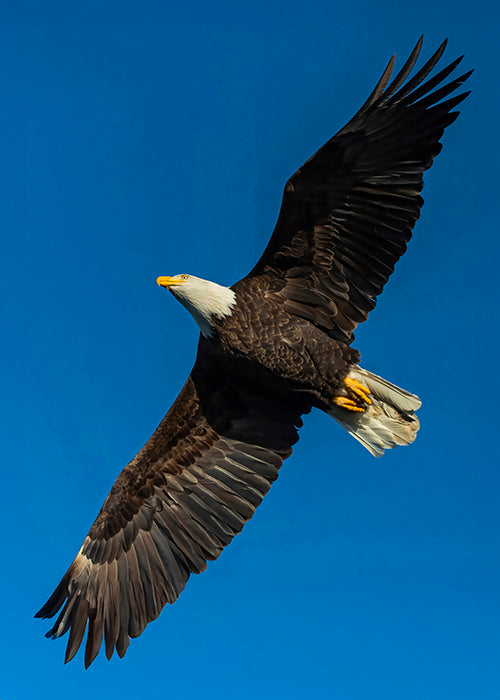 Adult Bald Eagle Soaring