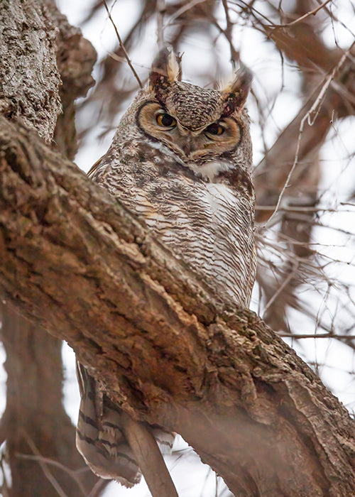Great Horned Owl Looking Down