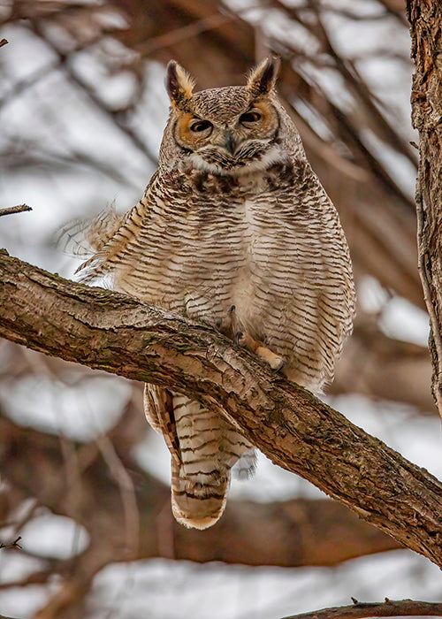 Great Horned Owl Windy Day