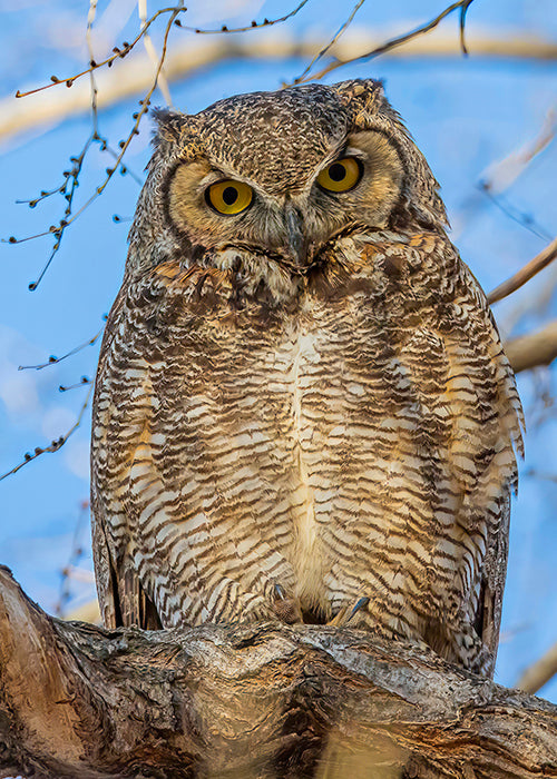Great Horned Owl - Blue Sky