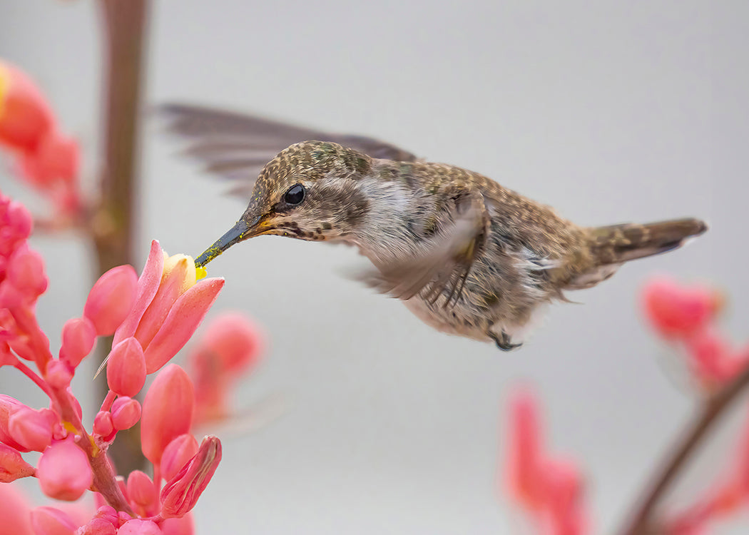 Anna's Hummingbird with Yucca
