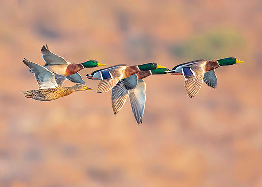 Mallard Ducks in Flight