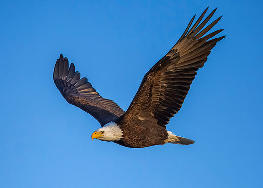 Bald Eagle In Flight
