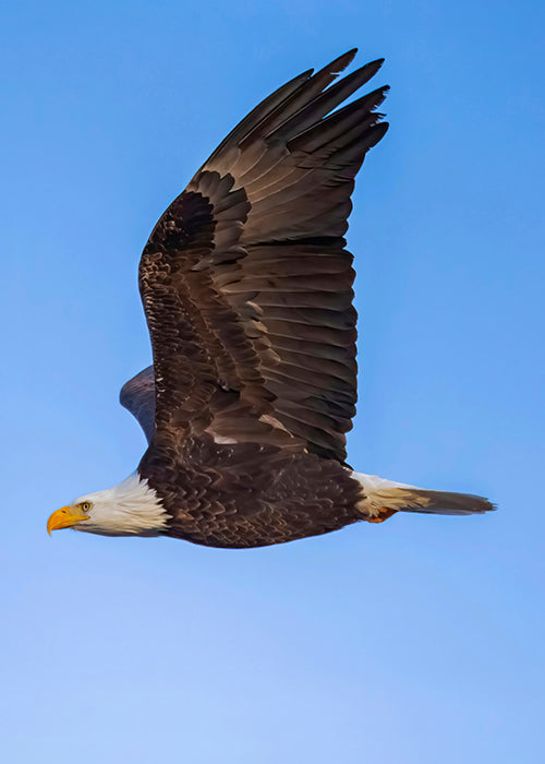 Bald Eagle Postage Stamp