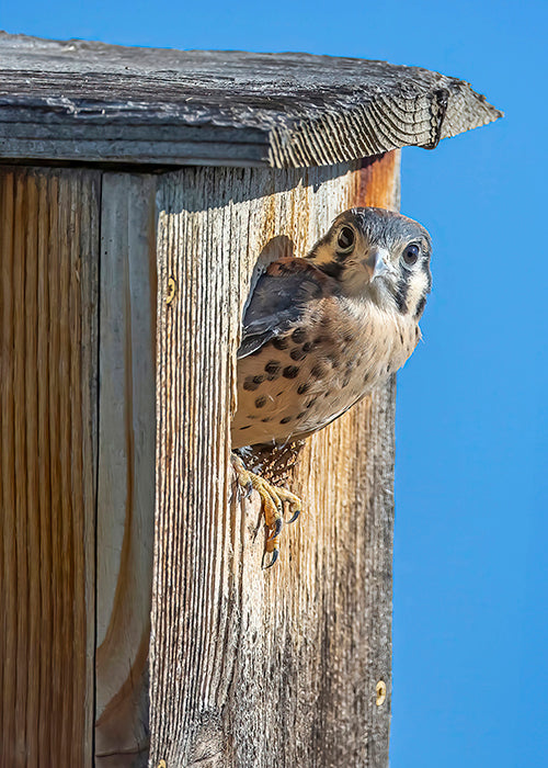 Kestrel at Home