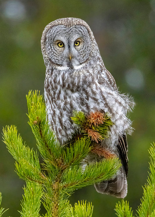 Great Gray Owl