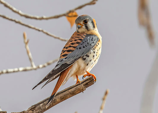 American Kestrel on a branch.