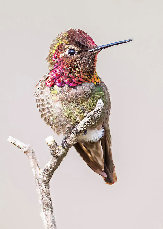 Posing Anna's Hummingbird