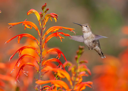 Anna's Hummingbird - Orange flowers