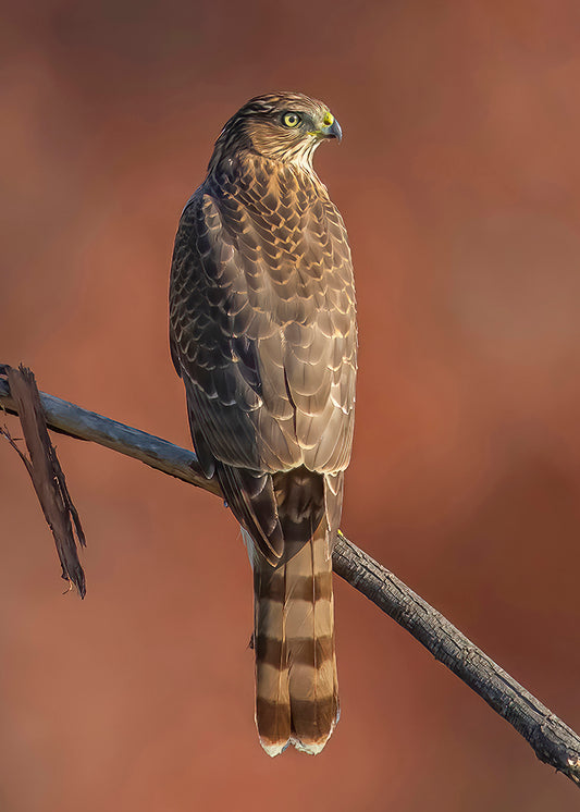 Cooper's Hawk